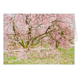 Rosa Magnoliaträd Hälsningskort