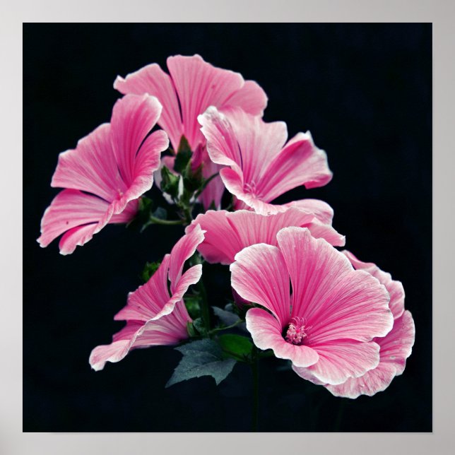 Rosa Mallow Ro Flowers Poster (Framsidan)