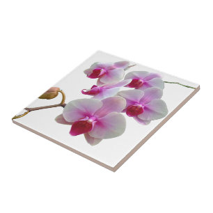 Rosa malOrchids - Phalaenopsis Kakelplatta