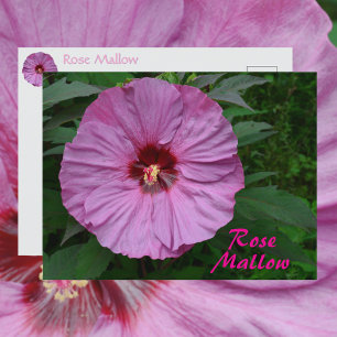 Rosa Malva Blomma Fotografisk Botanisk Vykort