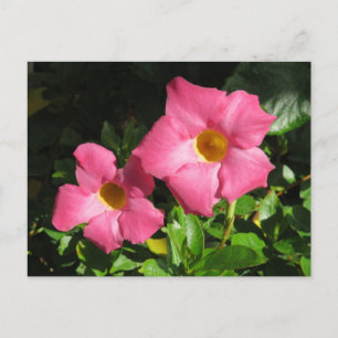 Rosa Mandavilla Vine Flowers Vykort