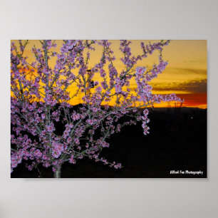 Rosa mandelblom i gul himmel poster