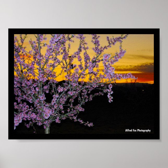 Rosa mandelblom i gul himmel poster (Framsidan)