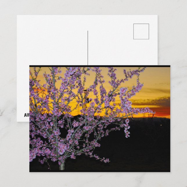 Rosa mandelblom i gul himmel vykort (Fram/baksida)