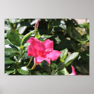 Rosa Mandevilla Poster