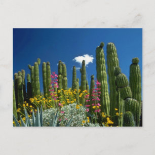 Rosa Många växter, Sonoran Desert, Arizona blommor Vykort