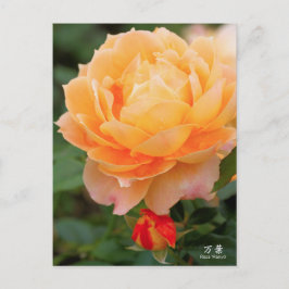 Rosa‘Manyo’(万葉):Postcard Vykort