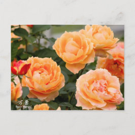 Rosa‘Manyo’(万葉):Postcard Vykort