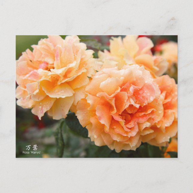 Rosa‘Manyo’（万葉）：Postcard Vykort (Framsida)