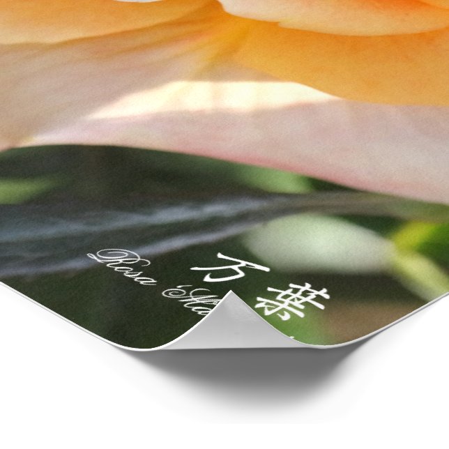 Rosa"Manyo"(万 葉) Poster (Hörn)