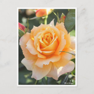 Rosa"Manyo"(万 葉) Vykort