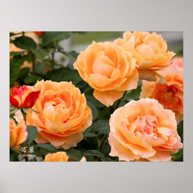 Rosa ‘Manyo’：Poster Poster (Framsidan)