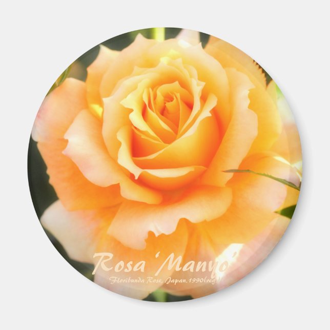 Rosa ‘Manyo’：Round Magnet (Framsidan)
