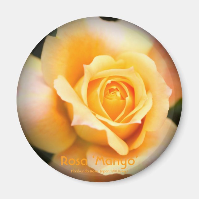 Rosa ‘Manyo’：Round Magnet (Framsidan)
