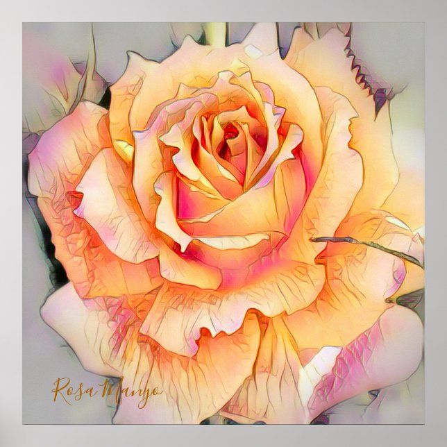Rosa ”Manyo” [Värde Posterpapper] Poster (Framsidan)