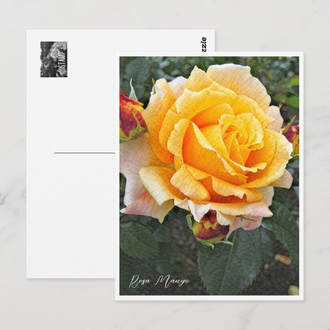 Rosa Manyo Vykort (Fram/baksida)