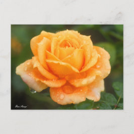 Rosa "Manyo":vykort Vykort