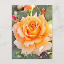 Rosa "Manyo" [vykort] Vykort