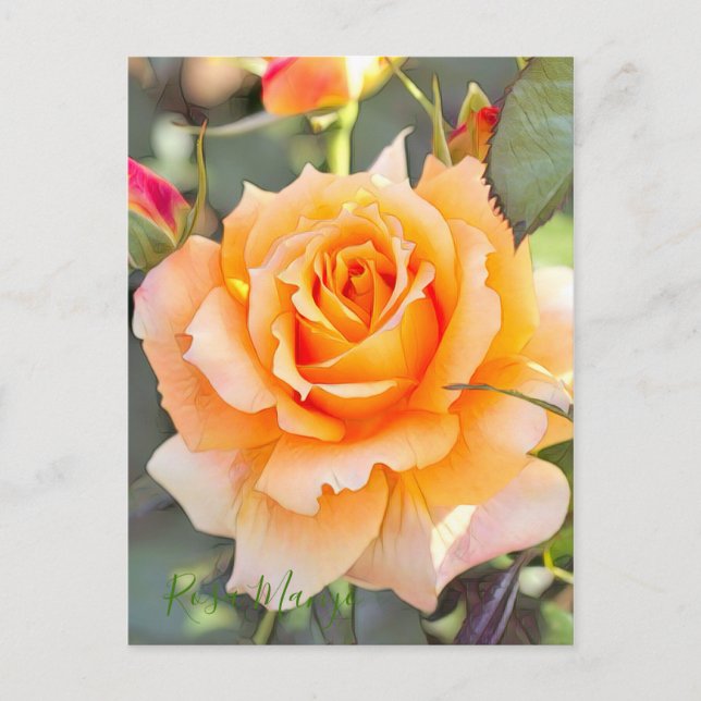 Rosa "Manyo" [vykort] Vykort (Framsida)