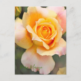 Rosa "Manyo" [vykort] Vykort