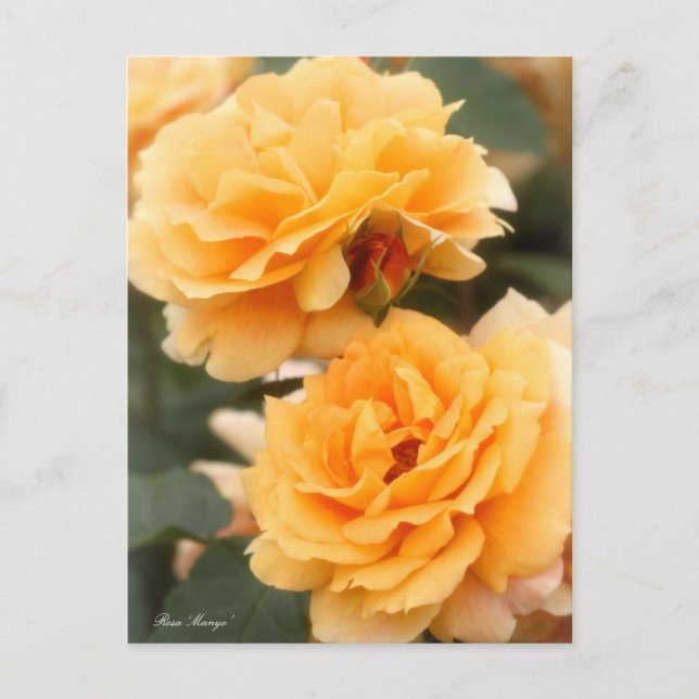 Rosa "Manyo":vykort Vykort (Framsida)