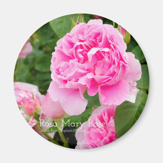 Rosa Mary Ro [Round Magnet] Magnet (Framsidan)