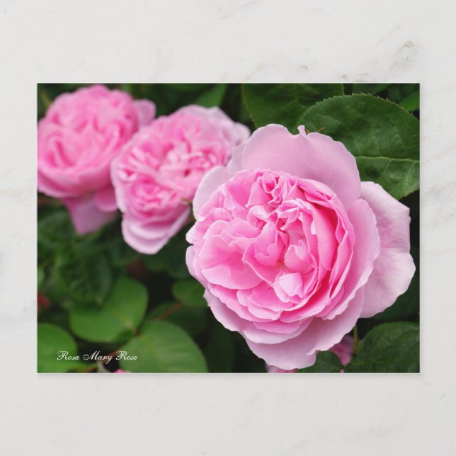 Rosa Mary Ro [vykort] Vykort (Framsida)