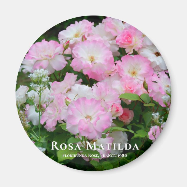 Rosa Matilda 磁铁 Magnet (Framsidan)