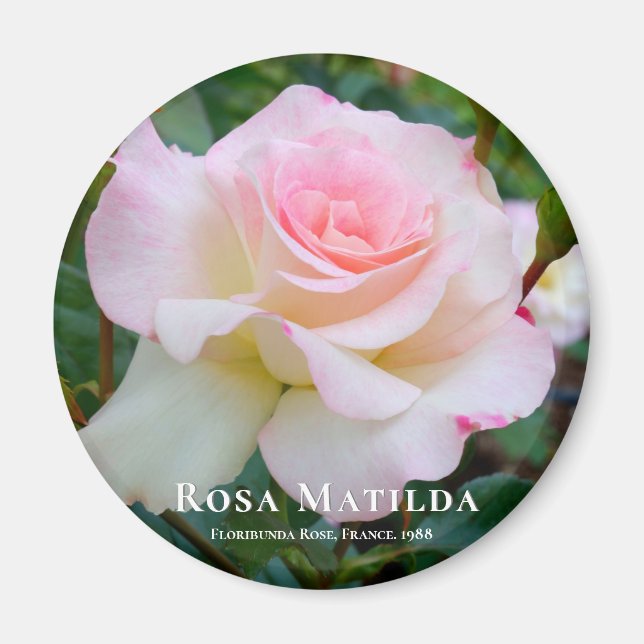 Rosa Matilda Magnet (Framsidan)