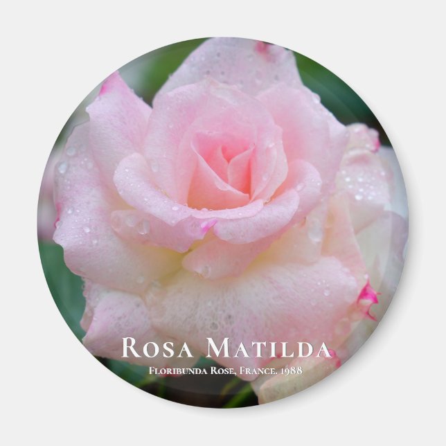 Rosa Matilda Magnet (Framsidan)