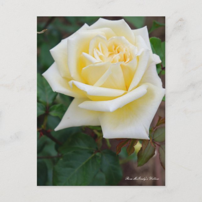 Rosa McGredy's Yellow [Postcard] Vykort (Framsida)