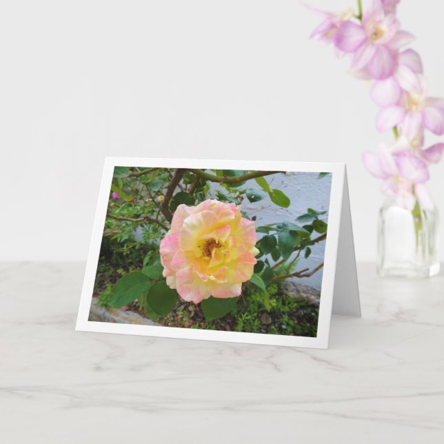 Rosa med rosa och gula blommor kort (Orkide)