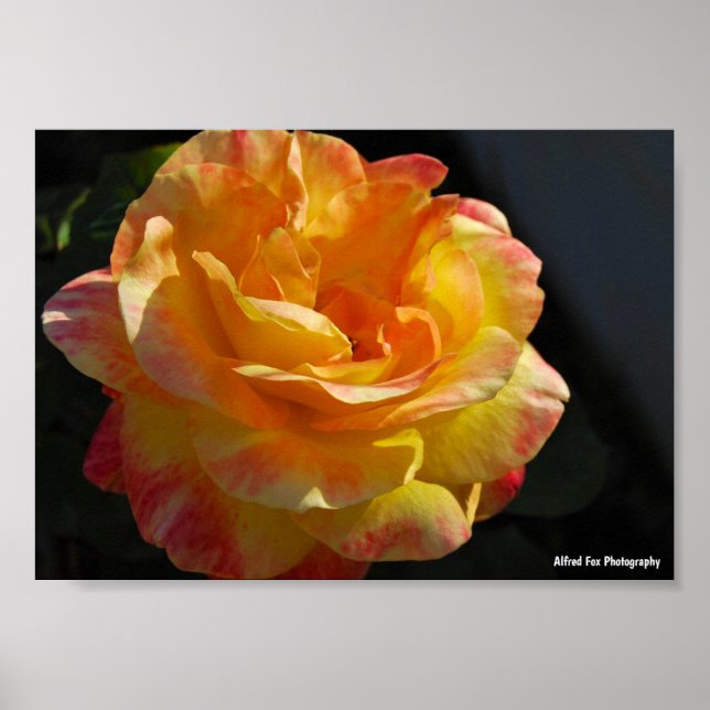 Rosa med rosa och gula blommor poster (Framsidan)
