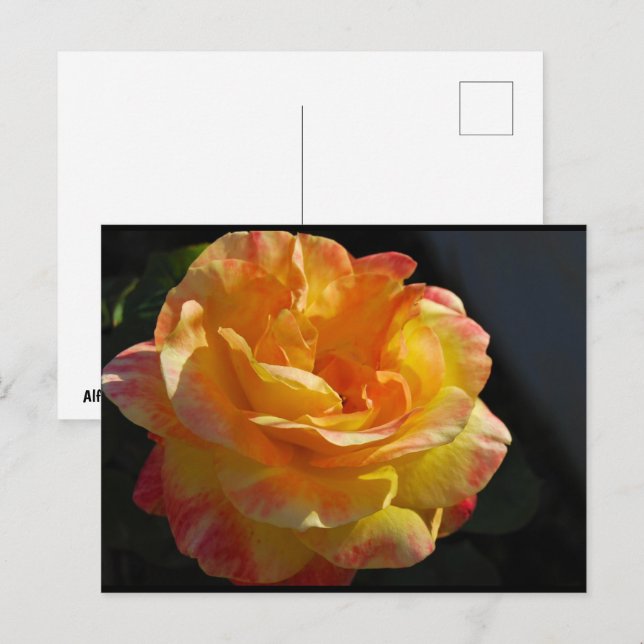 Rosa med rosa och gula blommor vykort (Fram/baksida)