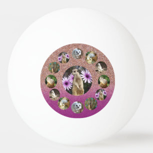 Rosa Meerkat Surprise, Ping Pong Boll