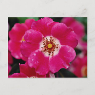 Rosa Meidiland (tm) Shrub Ro 'Meipoque' Gult f Vykort