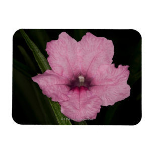 Rosa mexicansk Petunia (Ruellia Brittoniana eller Magnet