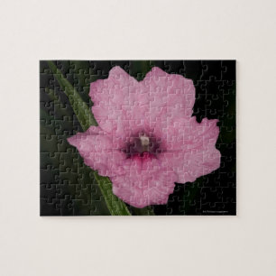 Rosa mexicansk Petunia (Ruellia Brittoniana eller Pussel