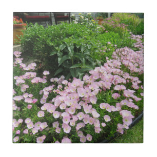 Rosa Mexikanska kvällsmålet Primrose Kakelplatta