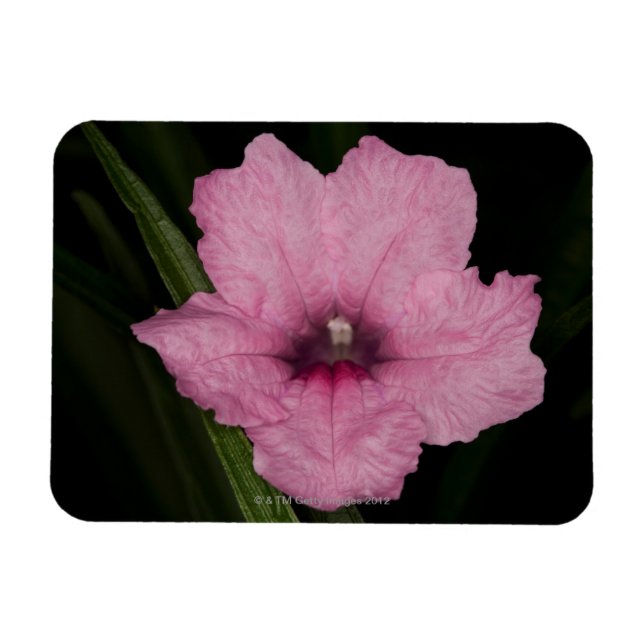 Rosa Mexikanska Petunia (Ruellia Brittoniana eller Magnet (Horisontell)