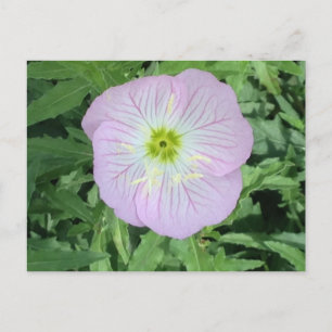 Rosa Mexikanska Primrose Flower Photo Postcards Vykort
