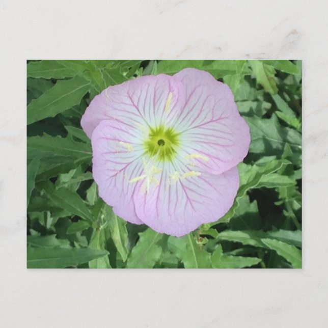 Rosa Mexikanska Primrose Flower Photo Postcards Vykort (Framsida)