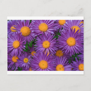 Rosa Michaelmas Daisy Vykort