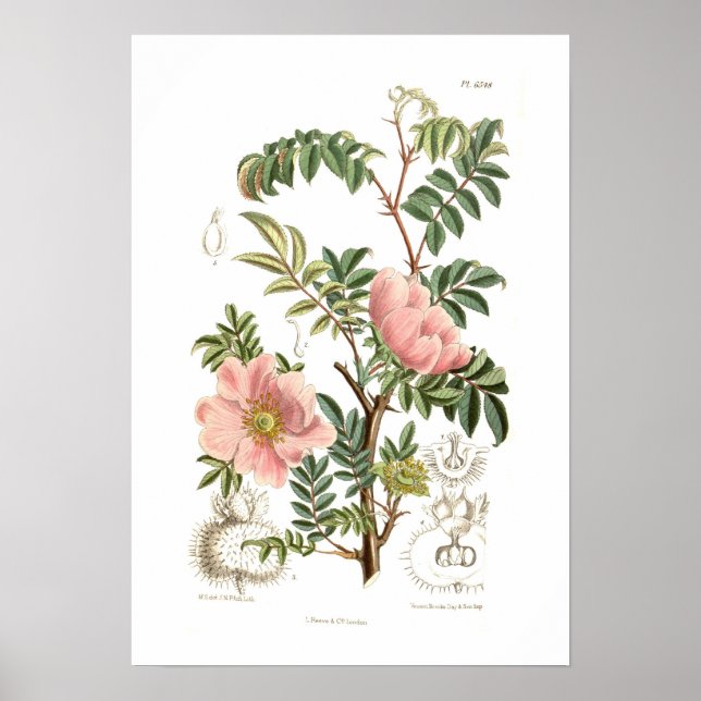 Rosa microphylla poster (Framsidan)