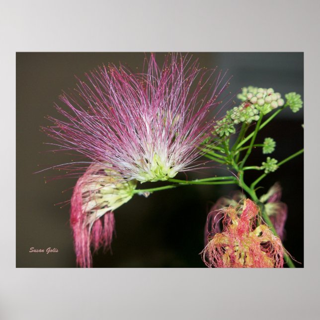 Rosa Mimosa Blomma med Brun Fotoaffisch Poster (Framsidan)