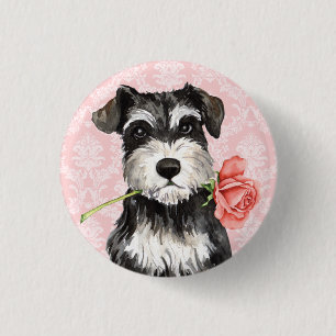 Rosa mini- Schnauzer för valentin Knapp