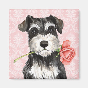 Rosa mini- Schnauzer för valentin Magnet
