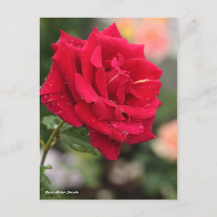 Rosa Mister Lincoln Vykort
