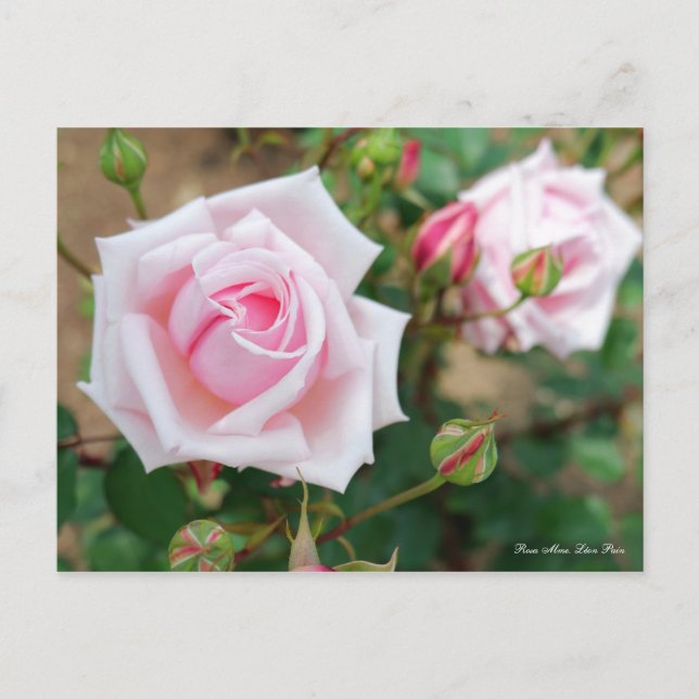 Rosa Mme. Léon Pain [vykort] Vykort (Framsida)