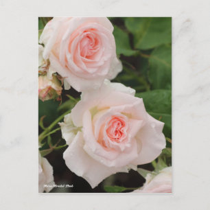 Rosa Möhippa Rosa Vykort
